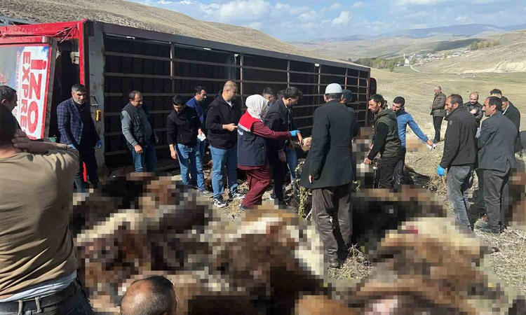 Kritik Açıklama: Erzurum Tekman'da hayvan taşıyan tır yan yattı, 130 küçükbaş telef oldu - Son Dakika Bilgiler