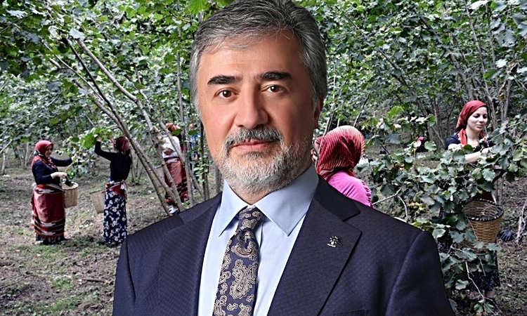 Kritik Açıklama: Hamarat’tan ihracatçı ve tüccarlara fındık fiyatı çağrısı: Üreticinin emeğini gözetin | İşte