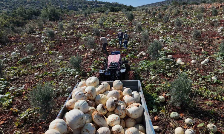 Kritik Açıklama: Hatay Altınözü'nde 30 kiloya ulaşan beyaz kabak hasadı 15-20 gün gecikmeyle resmen start aldı