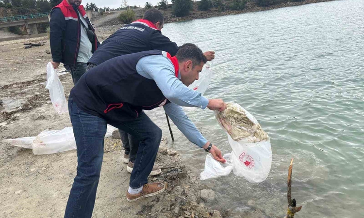 Kritik Açıklama: Havza’da göletlere 110 bin yavru sazan bırakıldı | İşte Tüm Ayrıntılar