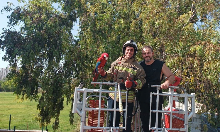 Kritik Açıklama: İskenderun'da kafesten kaçan papağanı ağaçta mahsur kalınca itfaiye kurtardı ve Merak Edilenl