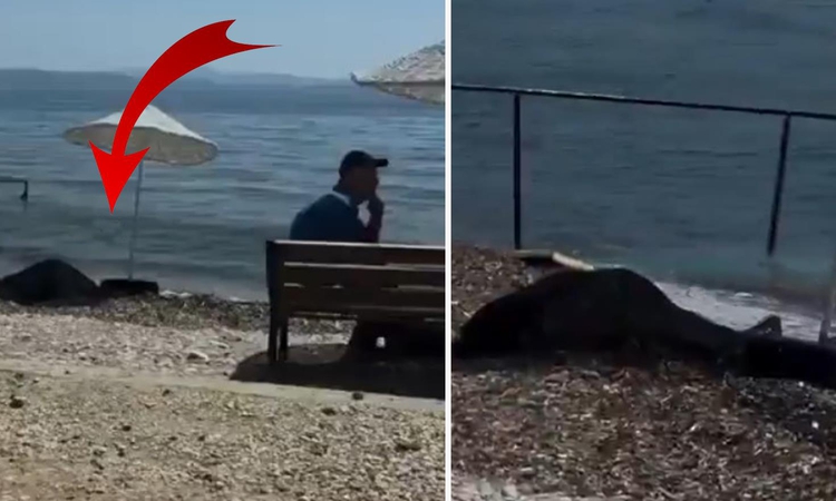 Kritik Açıklama: Kadının cansız bedeni kıyıya vurdu, hiçbir şey olmamış gibi oturmaya devam ettiler ve Merak E
