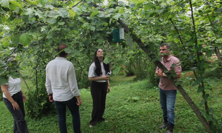 Kritik Açıklama: Karadeniz'de fındığı tehdit eden istilacı zararlılar 15 istasyonla takip edilecek ve Merak Ed