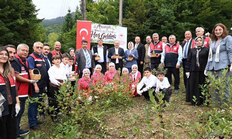 Kritik Açıklama: Kastamonu Şenpazar'da aronya hasadı resmen start aldı, yaklaşık 7 ton rekolte bekleniyor ve M