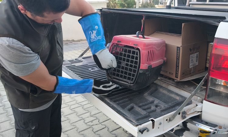 Kritik Açıklama: Kütahya'da yol kenarında yaralı bulunan şahin tedaviye alındı