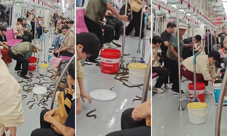 Kritik Açıklama: Metroda yılan paniği! Gerçek ortaya çıkınca yolcular neye uğradığını şaşırdı | İşte Tüm Ayrın