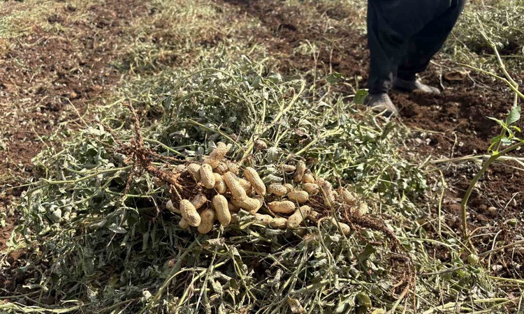 Kritik Açıklama: Osmaniye'de yer fıstığı hasadında dönüm başına 400-450 kilo verim çiftçiyi sevindirdi: Gelişm