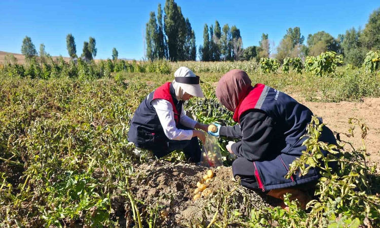 Kritik Açıklama: Patates tarlalarında pestisit denetimi yapıldı