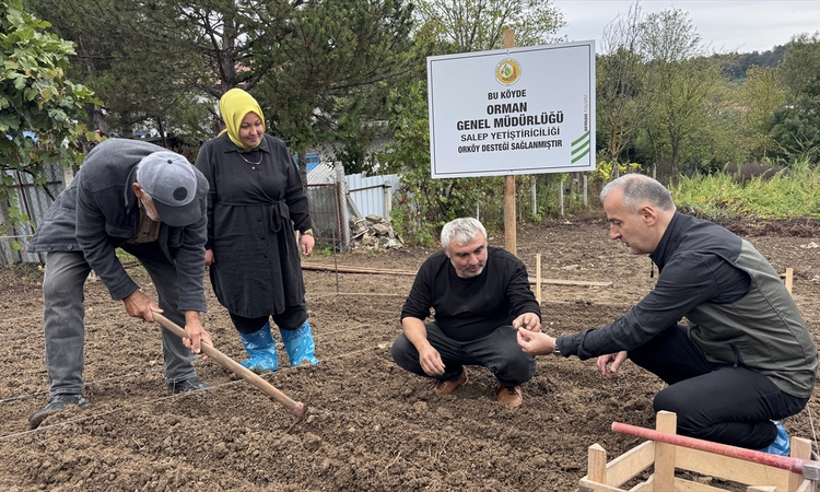 Kritik Açıklama: Salep üretimi ORKÖY desteğiyle orman köylülerine alternatif gelir sağlayacak