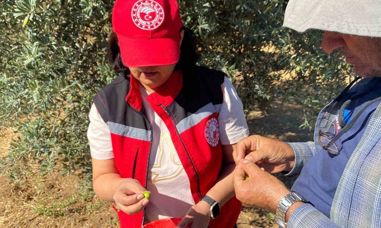 Kritik Açıklama: Salihli Tarım Müdürlüğü zeytin sineğine karşı üreticilere ruhsatlı ürün uyarısı yaptı | İşte