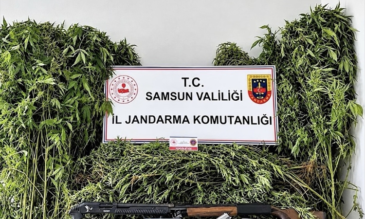 Kritik Açıklama: Samsun Salıpazarı'nda 2 şüpheli yakalanarak gözaltına sevk edildi, 756 kök Hint keneviri ele