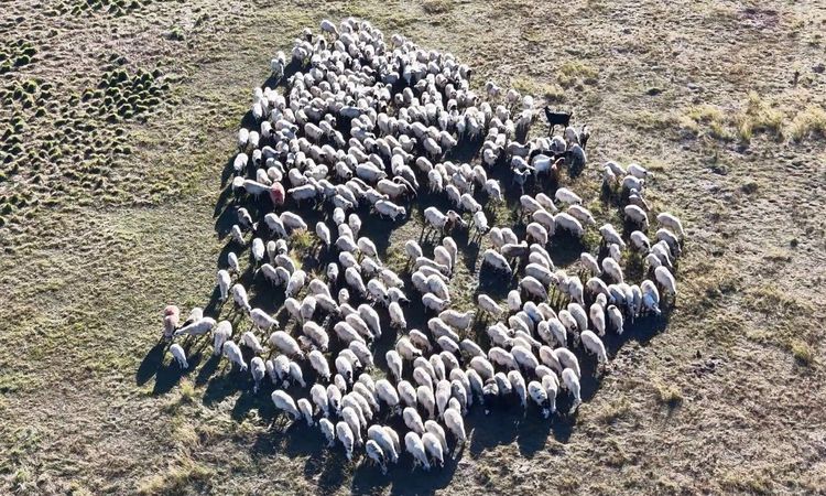 Kritik Açıklama: Tunceli'de Çoban Krizi: 150 Bin Lira Maaş da Çoban Bulamıyor