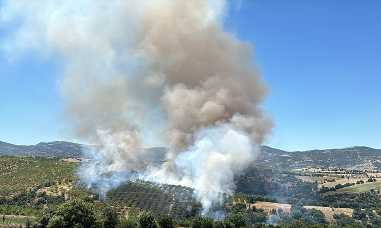 15 hectares of land were damaged in forest fires in Kula - Last Minute