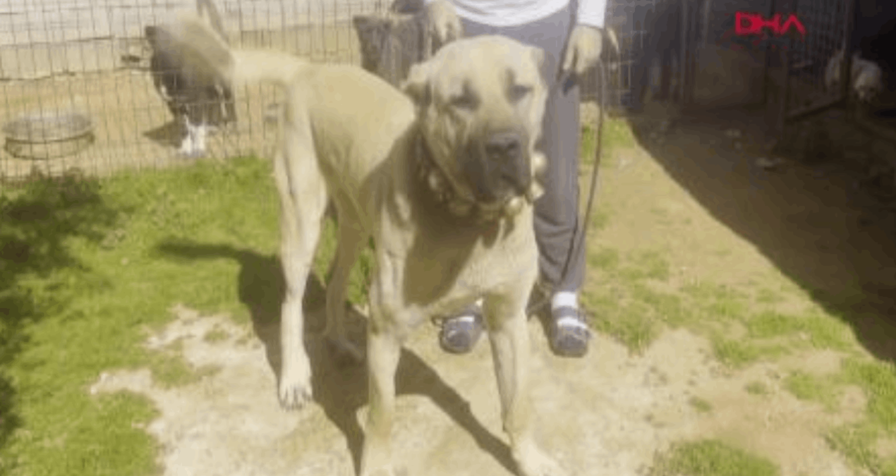 Kulakları kesilen yavru köpekleri 30-40 bin liraya satmışlar! - Son Dakika: Gelişmeler Takip Ediliyor