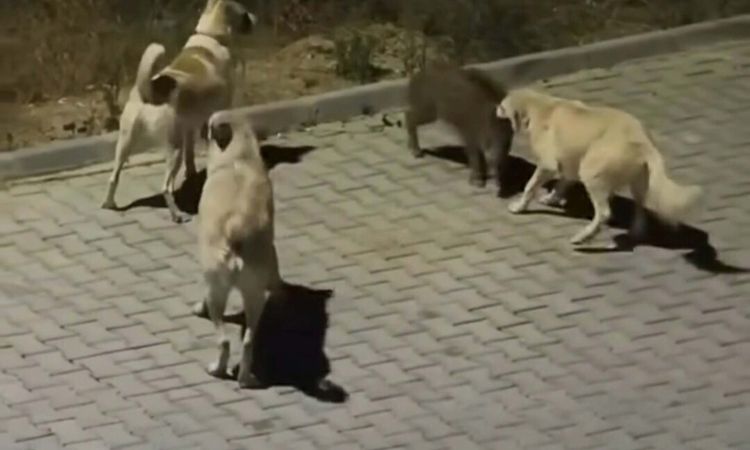 Kuşadası’nda başıboş köpekler yavru yaban domuzuna saldırdı; o anlar kamerada - Son Dakika: Gelişmeler Takip E