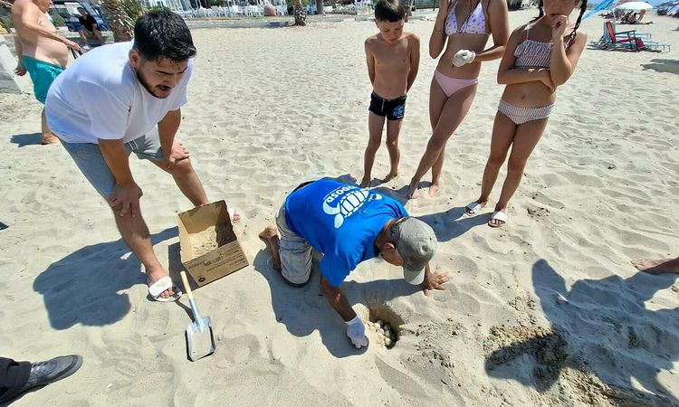 Gündemden Son Bilgiler: Kuşadası'nda Caretta Caretta Yumurtaları Güvenli Bölgeye Taşındı - Son Dakika Haberler
