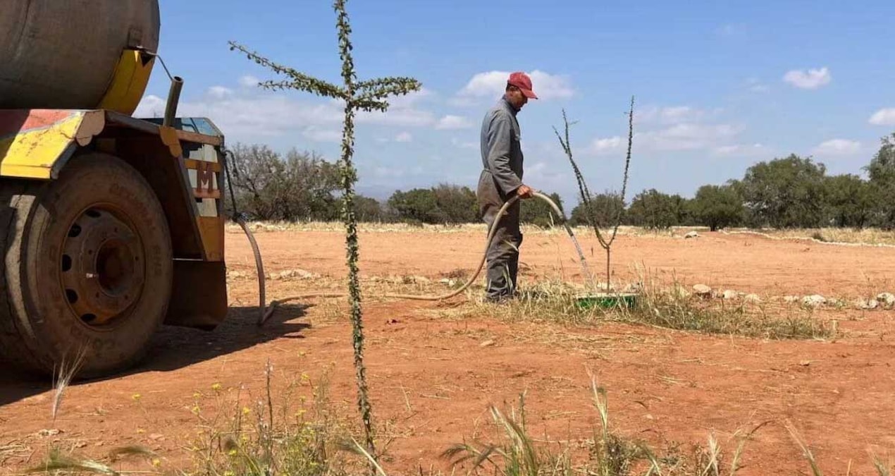 This box turned 1200 hectares of desert into a forest - Last Minute