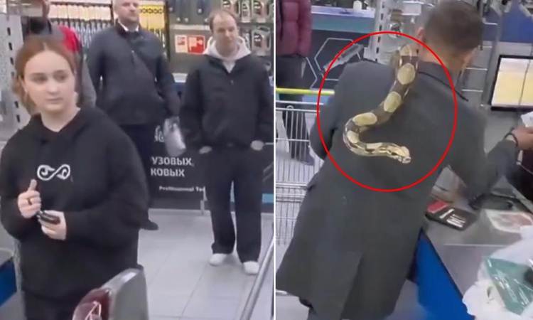 Mağazaya pitonuyla girdi! Kaç yılanın var sorusuna bomba bir yanıt verdi