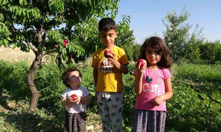 Ayrıntılar Netleşti: Malatya'da Erkenci Hasat: Santa Maria Armudu ve Nektarin - Haberleri: Gelişmeler Takip Ed