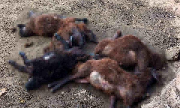 Hungry wolves attacked the herd in Manzikert, 20 sheep died - Breaking News