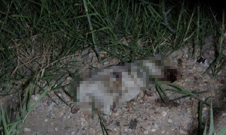 Son Gelişme: Manavgat'ta ATV ile çarpıp taşla öldürdüğü köpek için gözaltına alınan Alman turist serbest - Son