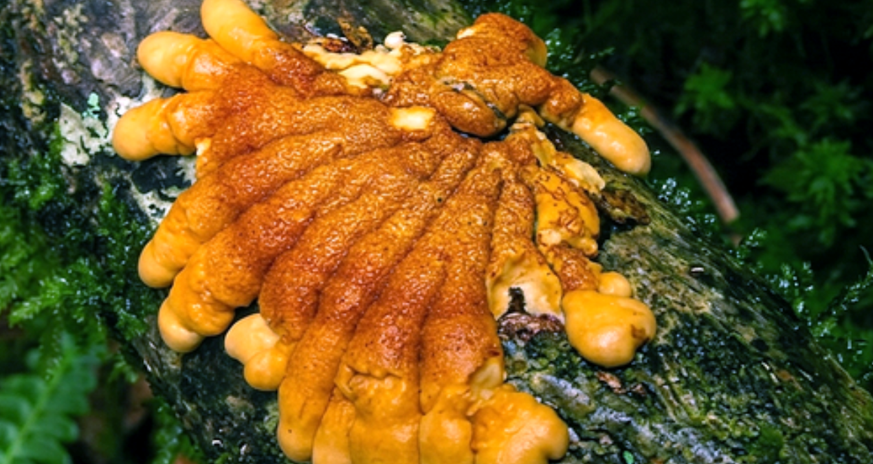 Ayrıntılar Netleşti: Mantar köklerinde yeni bir hazine keşfedildi - Son Dakika Haberleri ve Merak Edilenler