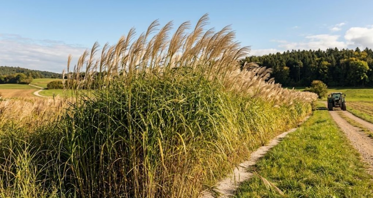 When we started using this herb instead of diesel, fuel costs decreased by 80 percent - News