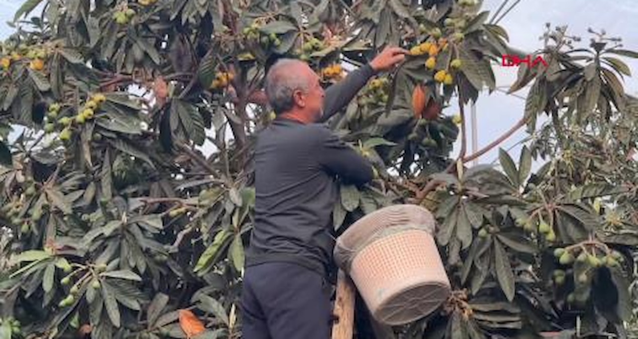 Kritik Açıklama: Mersin'de yılın ilk hasadı resmen start aldı: Kilosu 1.500 TL'den satılıyor - Haberleri