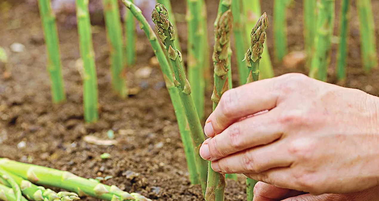 The era of seasonal workers is ending: They will be in the fields from now on - Breaking News