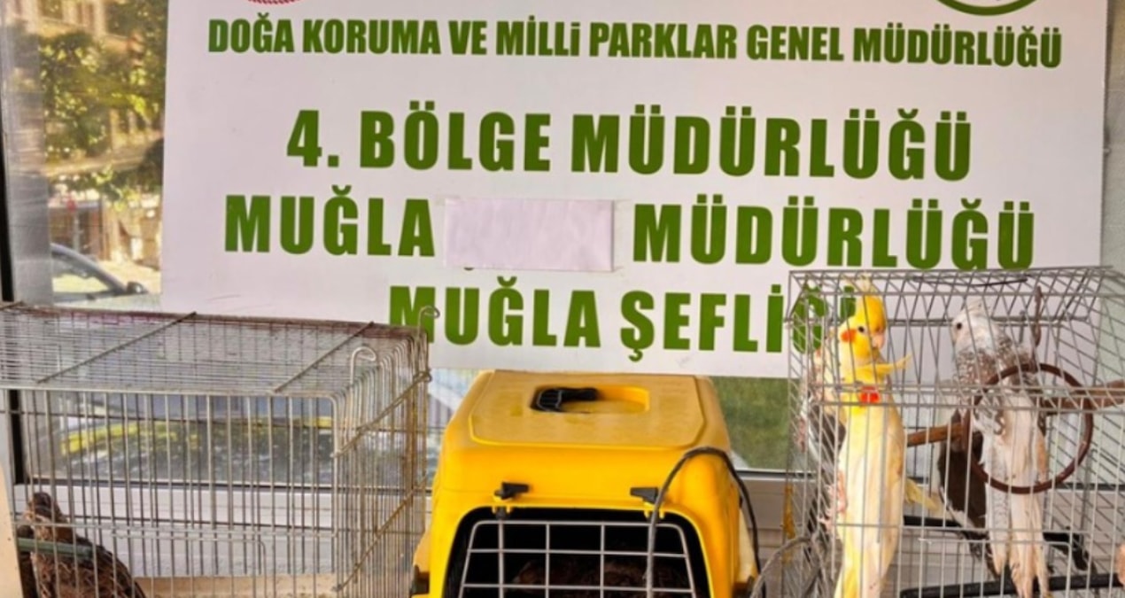 Ayrıntılar Netleşti: Muğla'da 13 yaban kuşu ele geçirildi - Son Dakika Haberleri | İşte Tüm Ayrıntılar