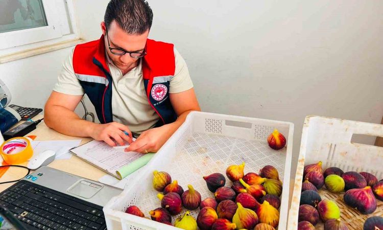 Nazilli’de taze incir denetimi - Son Dakika | İşte Tüm Ayrıntılar