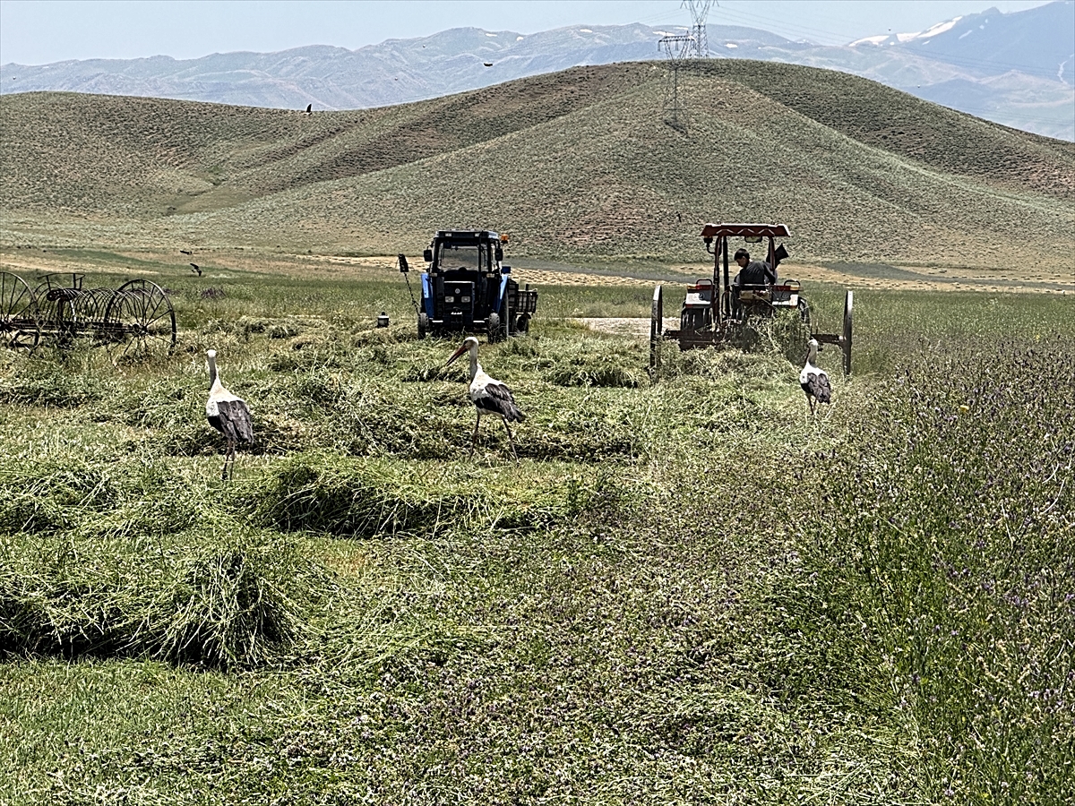 Storks of the Nehil Marshes are looking for food in the mowed fields - Breaking News