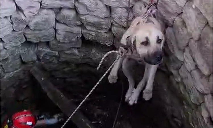 Nevşehir Ürgüp'te 4 metrelik su kuyusuna düşen 2 köpek itfaiye ekiplerince kurtarıldı | İşte Tüm Ayrıntılar
