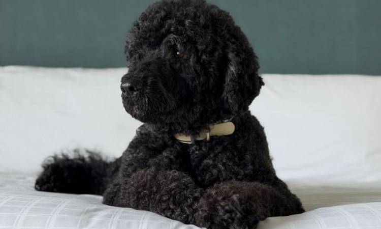 Obama ailesinin köpeği Sunny öldü: Gelişmeler Takip Ediliyor