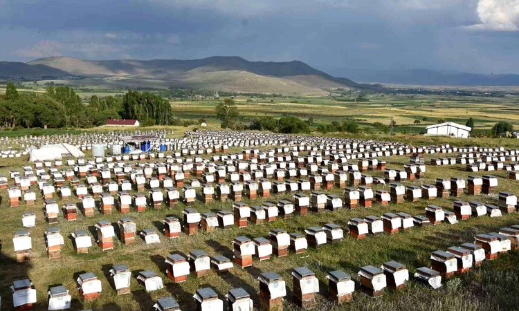 Gündemden Son Bilgiler: Ordulu arıcılardan ülke ekonomisine 7 milyar TL'lik katkı - Haberleri - Son Dakika Bil