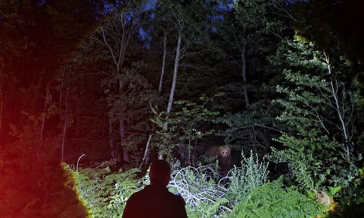 Ayrıntılar Netleşti: Orman koruma faaliyeti yürüten OBM ekipleri karşılaştıkları ayının fotoğrafını çekti - Ha
