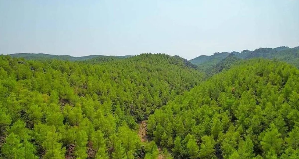 He collected it for free in the forest and built his house in 21 days - Last Minute