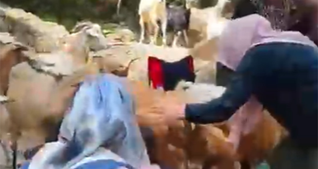 Ormanda düzenlenen pikniği keçiler bastı - En Son Haber