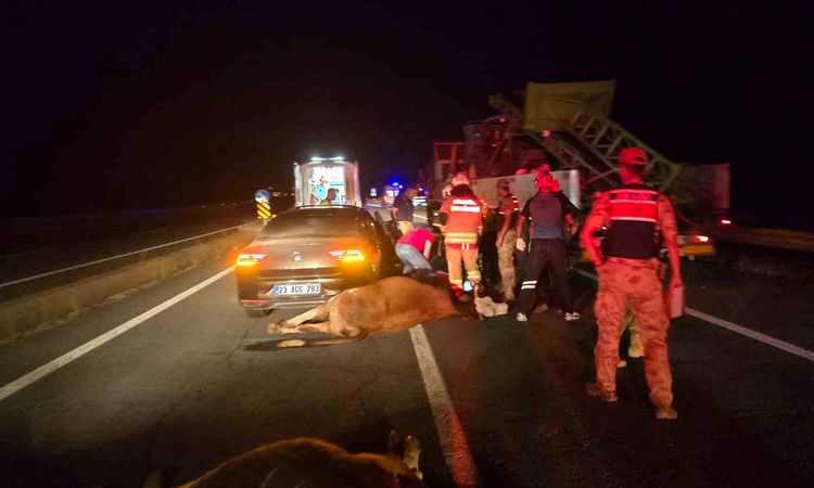 Car crashed into cows: 2 injured - Last Minute