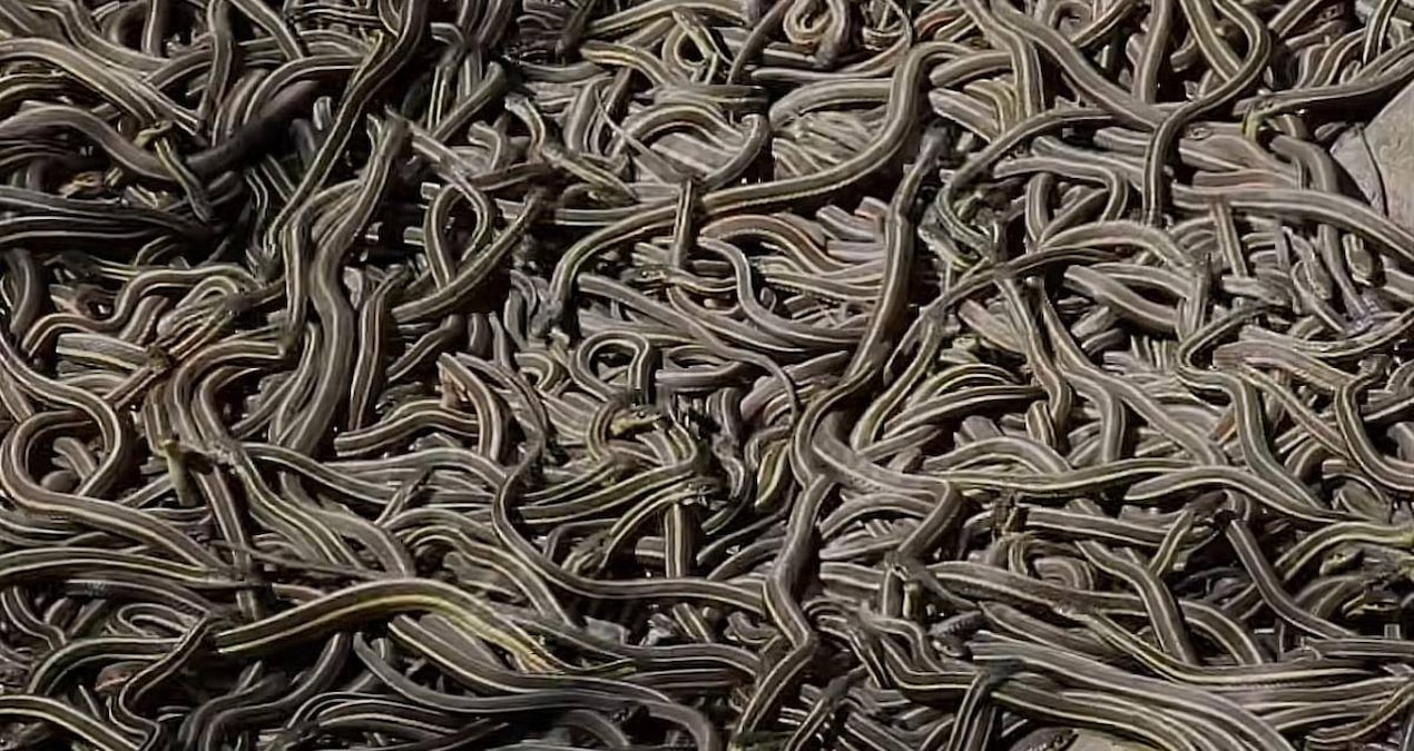 Son Gelişme: Otoyolların altına özel tünel yapıldı: 100 bin yılan bir anda yüzeye çıktı - Son Dakika