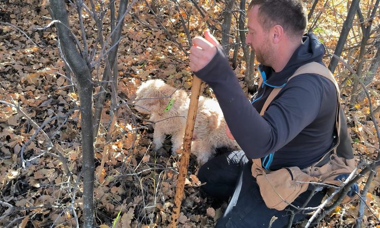 Specially Trained Dogs Unearth 22 Tons of Truffles Across 112,000 Hectares