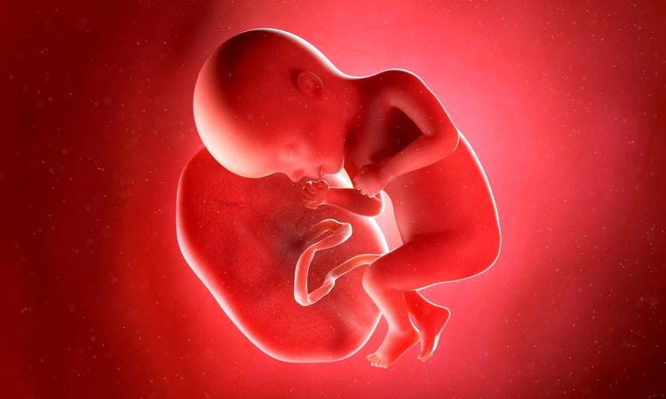 Human placenta trafficking in Pakistan: Investigation into network stealing placentas from hospitals for anti-aging injections - Breaking News