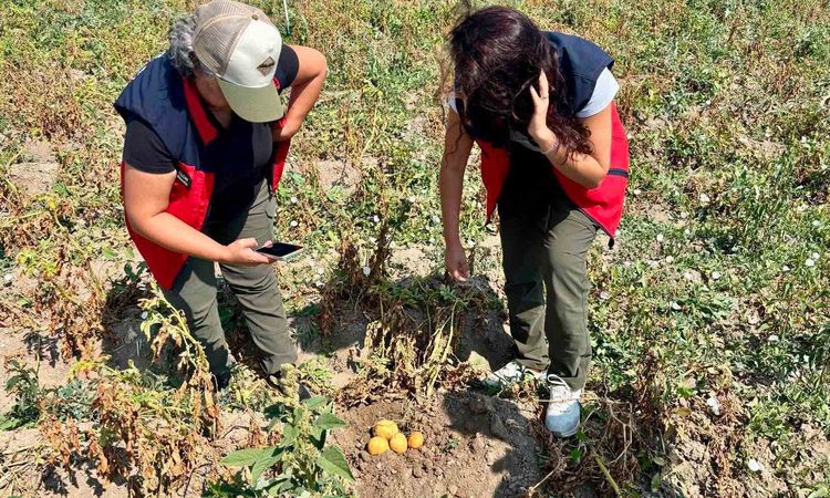 Patates üretiminde verimin arttırılması için kontroller sürüyor ve Merak Edilenler