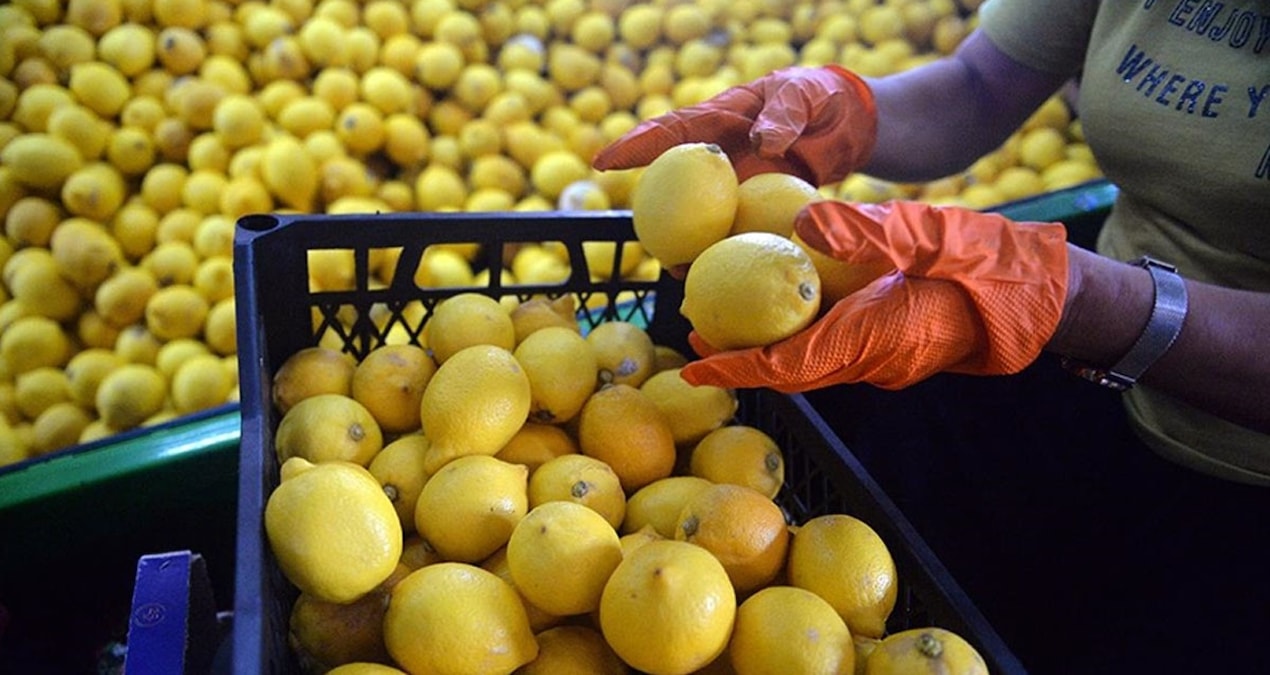 Kritik Açıklama: Pazardan limon alırken bir kez daha düşünün - En Son Haber - Son Dakika Bilgileri