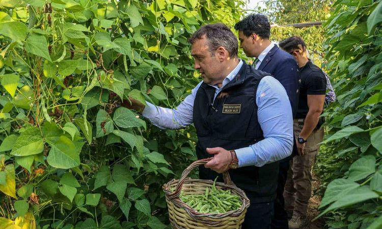 Kritik Açıklama: Pazaryeri Boncuk Fasulyesi hasadı resmen start aldı - Haberleri: Gelişmeler Takip Ediliyor