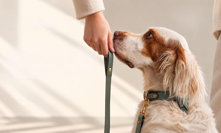 Pet hizmetlerinde platform yaklaşımı: Hipaw İstanbul ve Ankara’da faaliyete geçti: Gelişmeler Takip Ediliyor