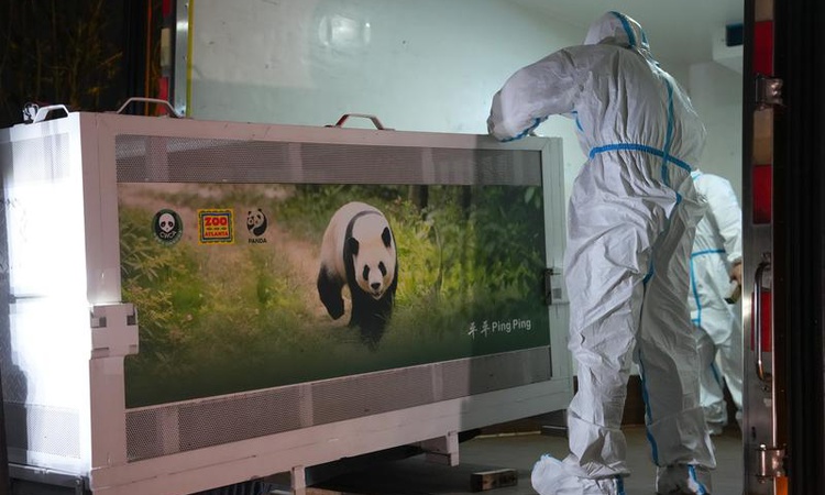 Pingping ve Fushuang adlı dev pandalar Chengdu'dan ABD'ye uçakla yola çıktı | İşte Tüm Ayrıntılar