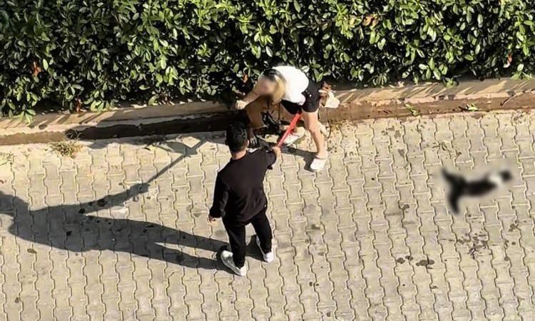 Son Gelişme: Pitbull Kediyi Parçaladı: 95 Bin TL Ceza - Son Dakika Haberleri - Son Dakika Bilgileri