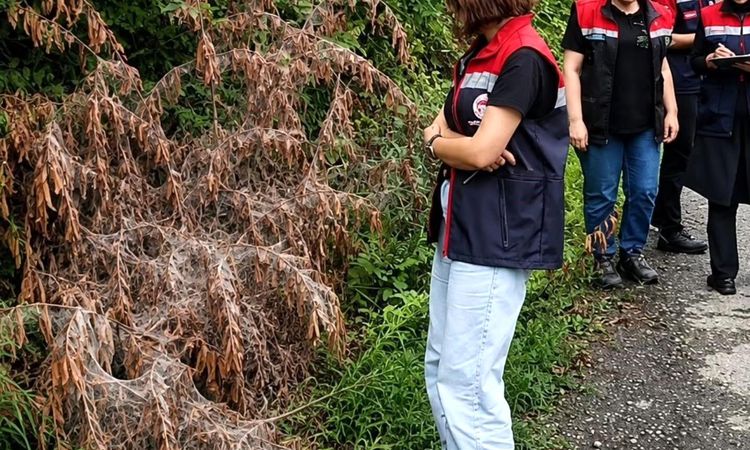 Sıcak Gündem: Rize'de tarım alanlarını istila eden Amerikan Beyaz Kelebeği için mücadele resmen start aldı - S