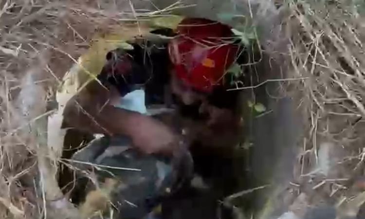 Firefighters rescued the goat that fell into the manhole - News